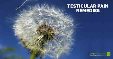 dandelion as testicular pain remedy