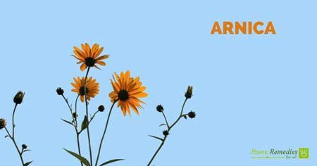 arnica health benefits